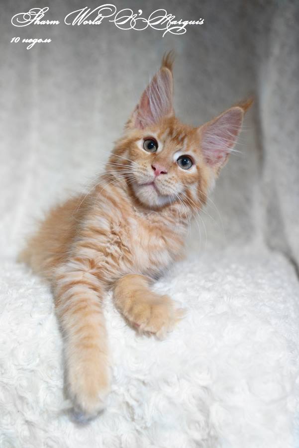 kocięta maine coon