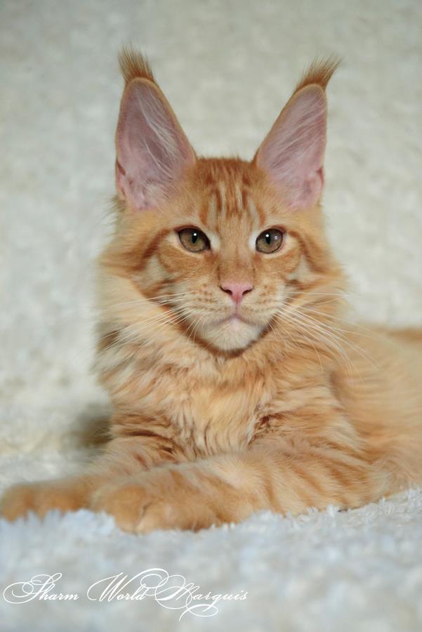 kocięta maine coon