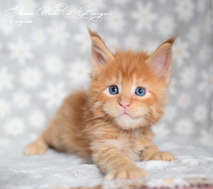 kocięta maine coon