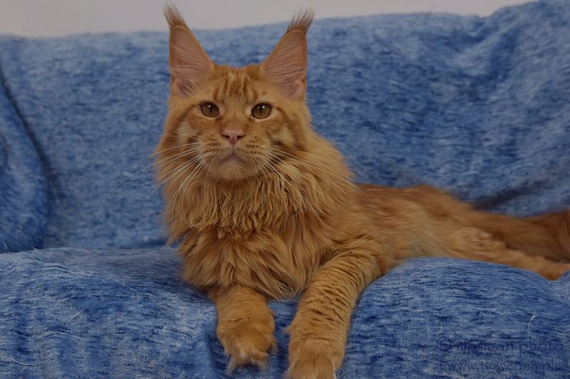 kocięta maine coon