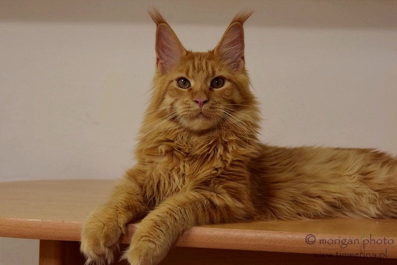 kocięta maine coon