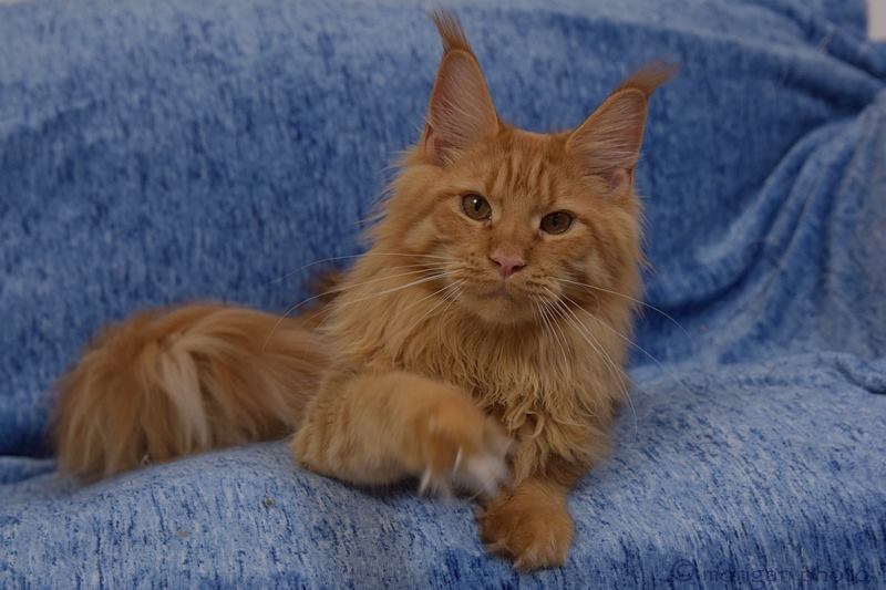 kocięta maine coon