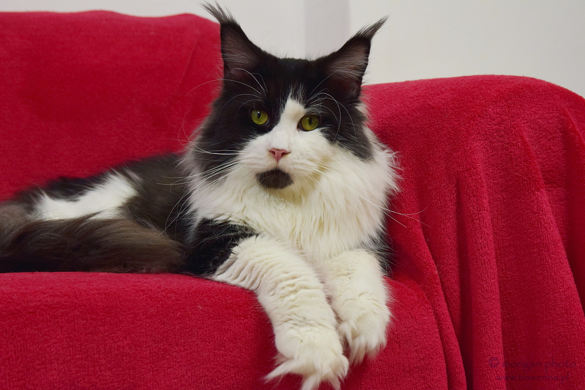 kocięta maine coon
