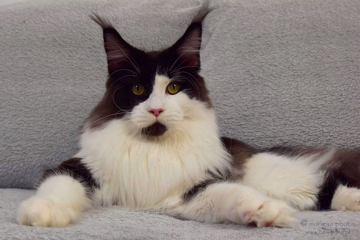 kocięta maine coon