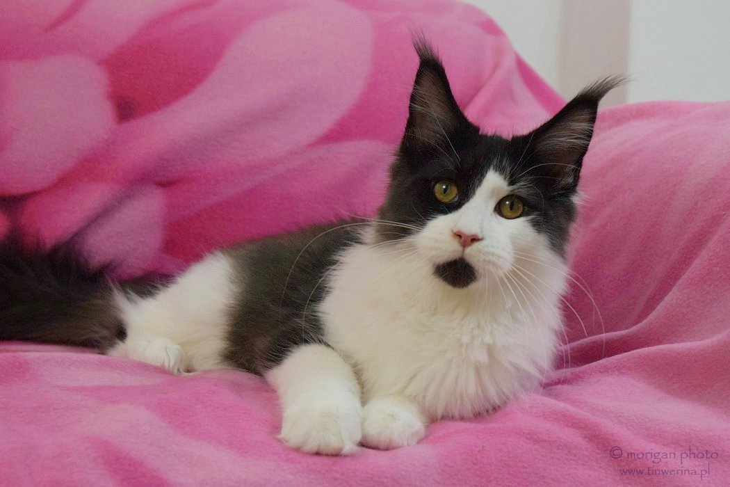kocięta maine coon