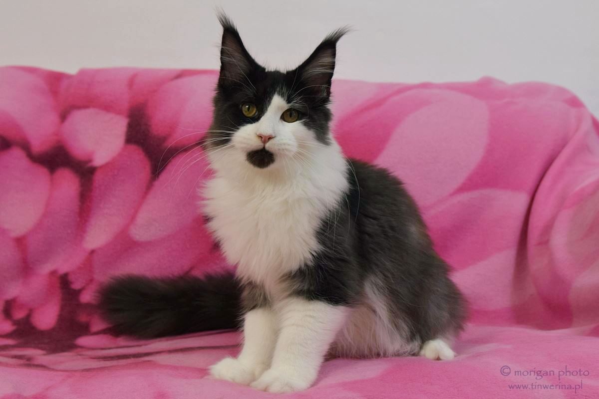 kocięta maine coon