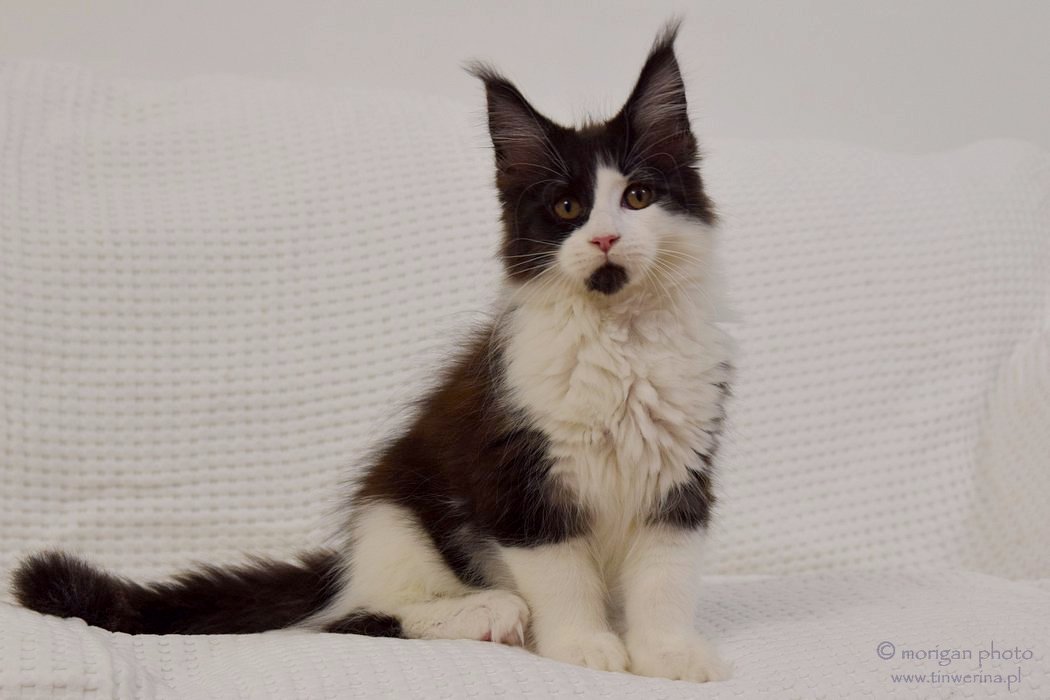 kocięta maine coon