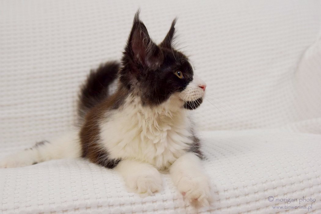 kocięta maine coon