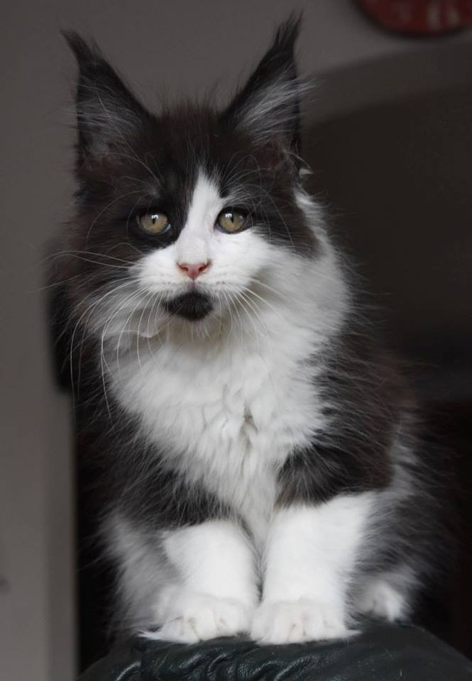 kocięta maine coon