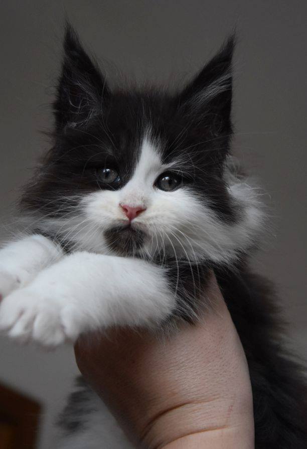 kocięta maine coon