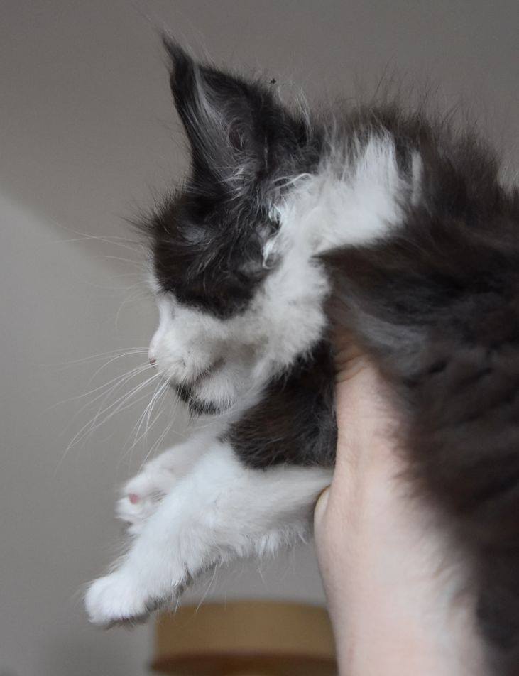 kocięta maine coon