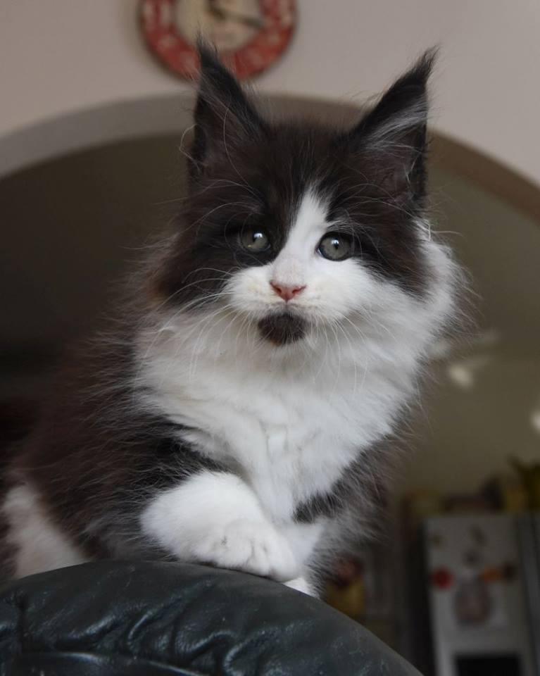 kocięta maine coon