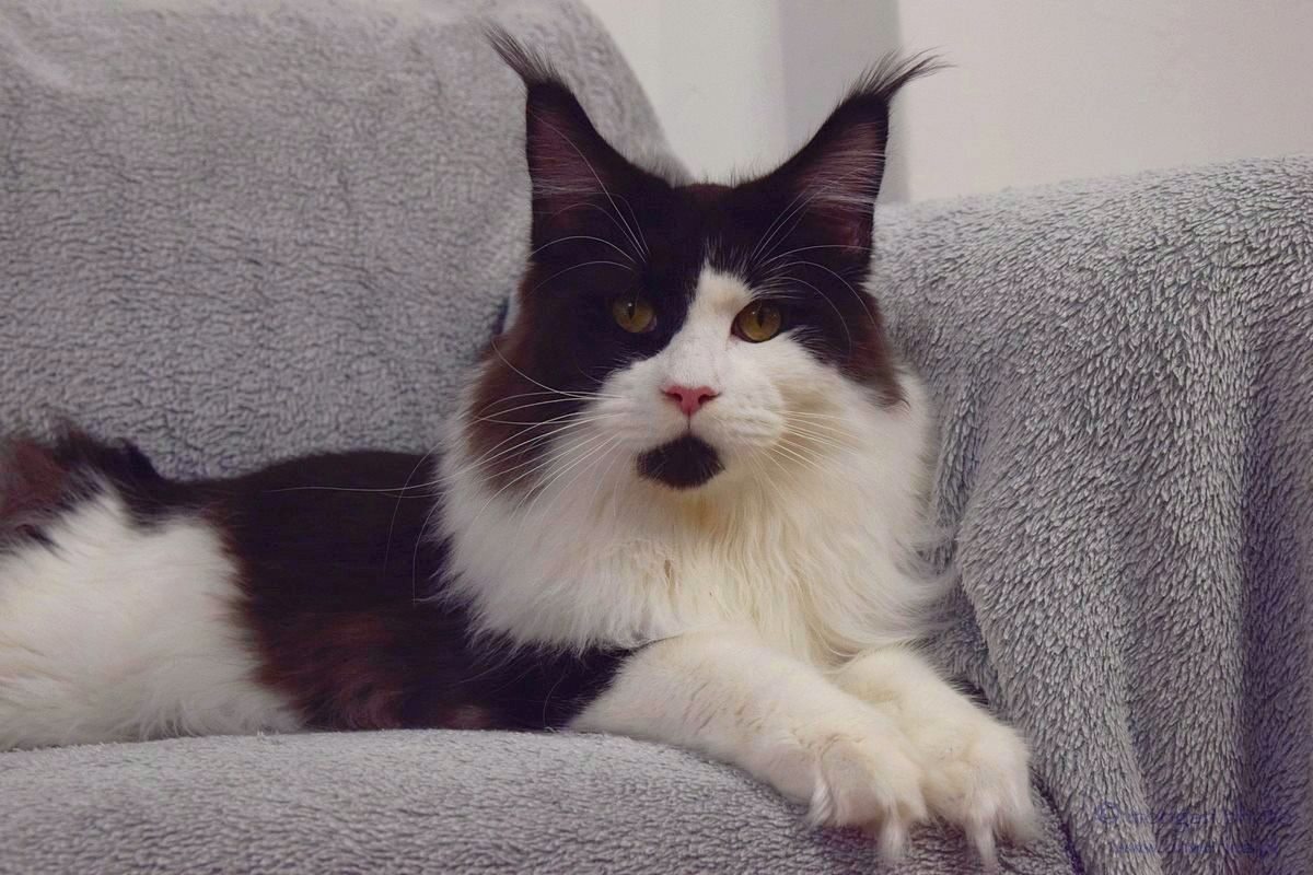 kocięta maine coon
