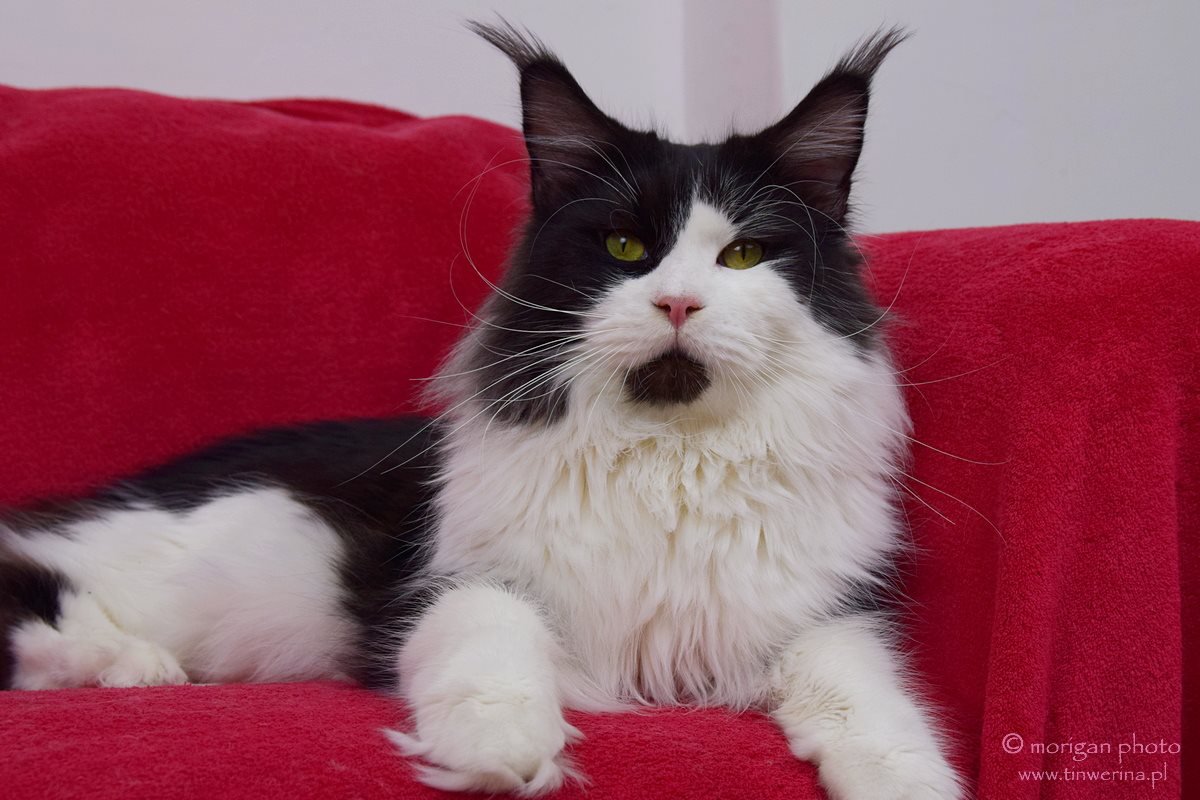 kocięta maine coon