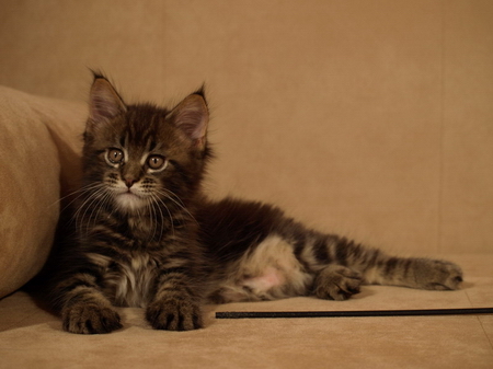 kocięta maine coon