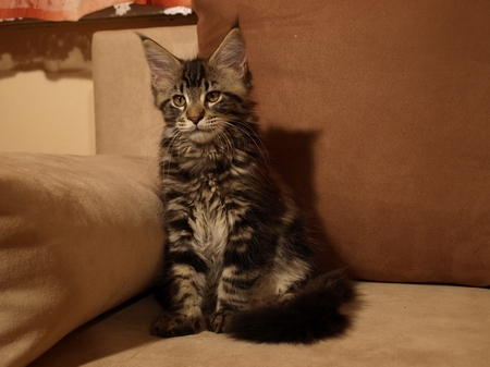 kocięta maine coon