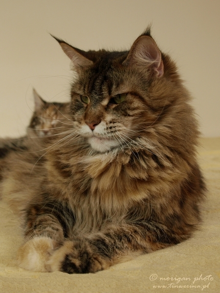 kocięta maine coon