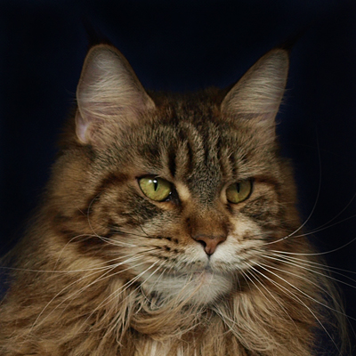 kocięta maine coon