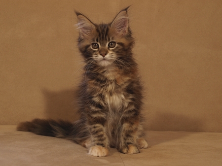 kocieta maine coon