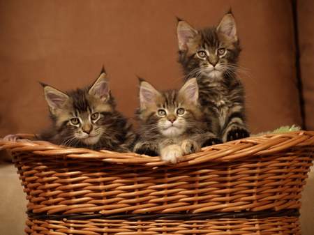 kocięta maine coon