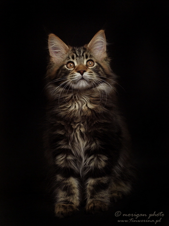 kocięta maine coon