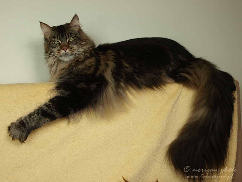 kocięta maine coon