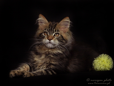 kocięta maine coon