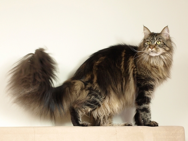 kocięta maine coon