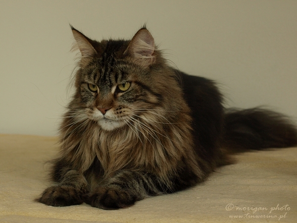 kocięta maine coon