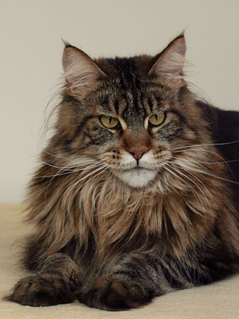 kocięta maine coon