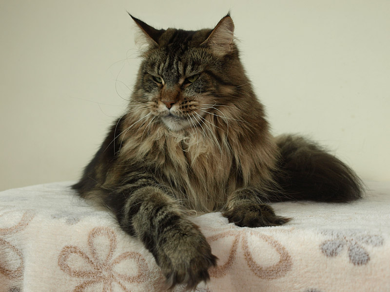 kocięta maine coon
