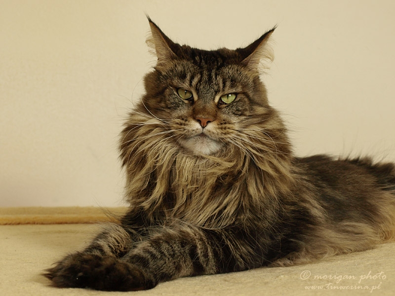 kocięta maine coon