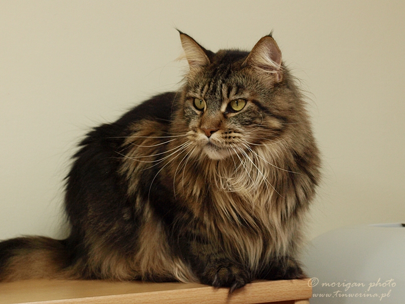 kocięta maine coon