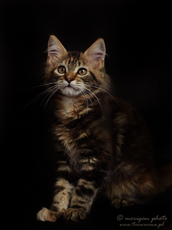 kocięta maine coon