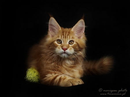 kocieta maine coon