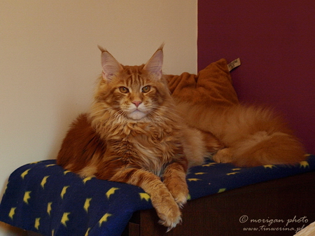 kocięta maine coon