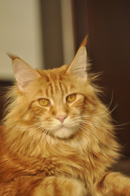 kocięta maine coon