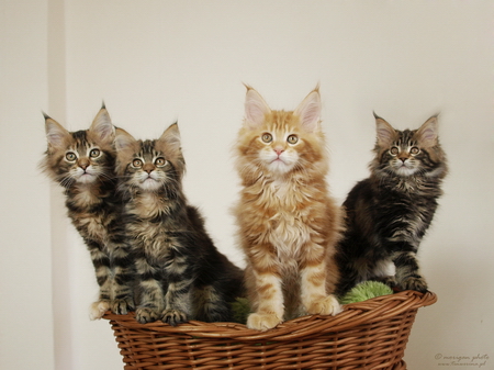 kocięta maine coon