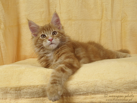 kocieta maine coon