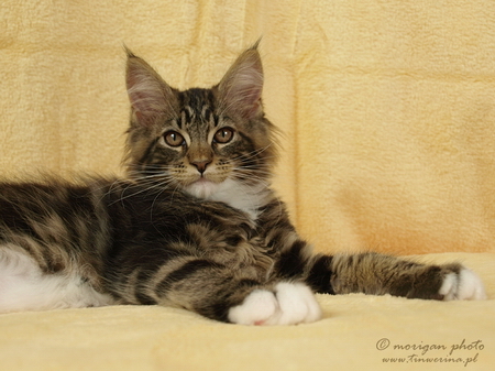 kocięta maine coon