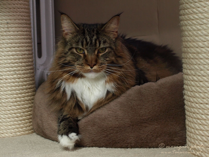 kocięta maine coon
