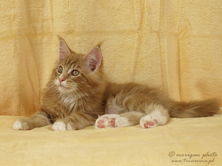 kocięta maine coon