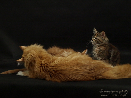 kocięta maine coon