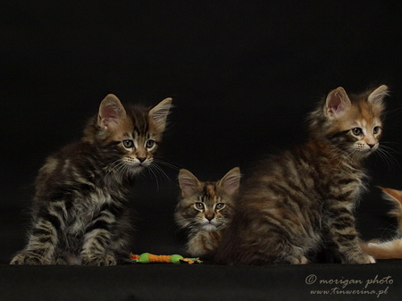 kocięta maine coon