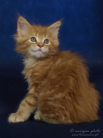 kocięta maine coon