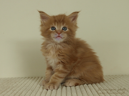 kocięta maine coon