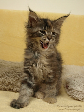 kocięta maine coon