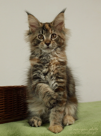 kocięta maine coon