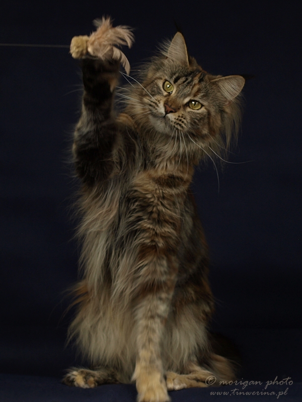kocięta maine coon