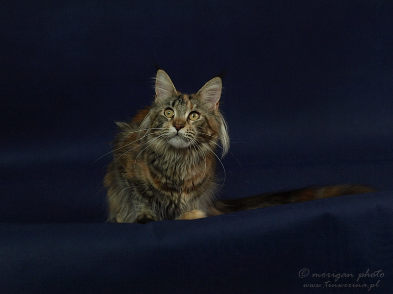 kocięta maine coon